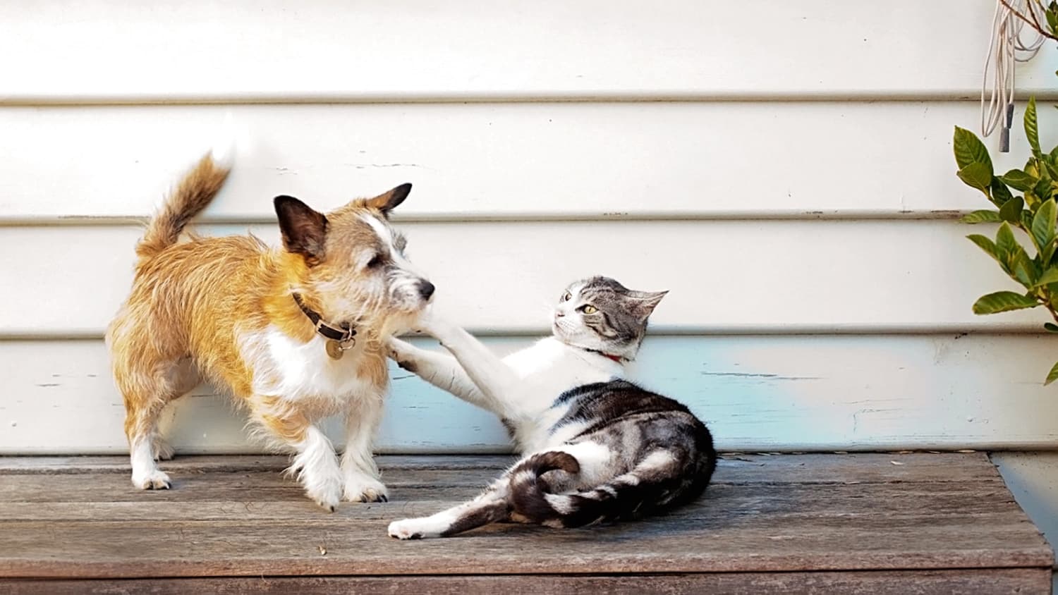Animal Planet Show Cats And Dogs Living Together Tips